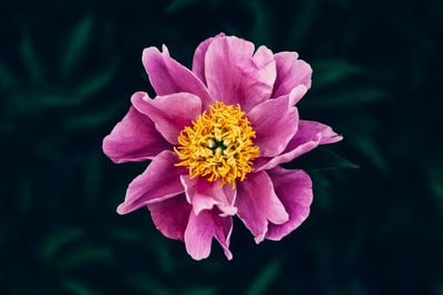 紫色有花瓣的花在选择聚焦摄影

